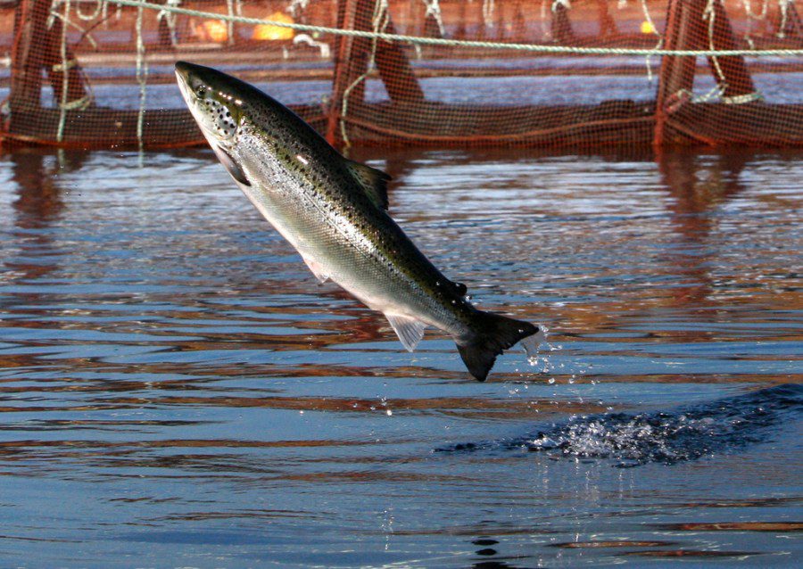 Aquaculture can help produce more US sea fruits