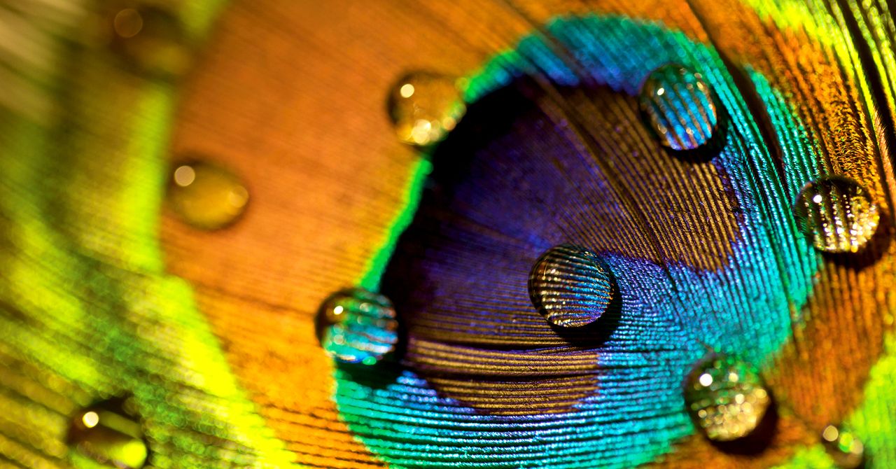 Peacock feathers are superb. They can also emit laser beams