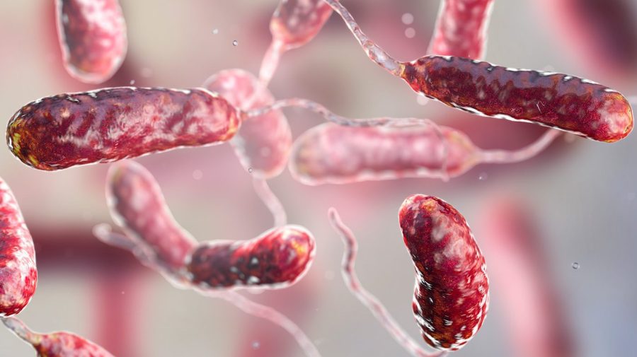 Carnivorous Bacteria: Expert Tips for Avoiding and Infecting This Summer